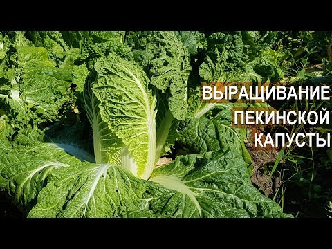 Видео: Выращивание пекинской капусты. КФХ Баулиной Екатерины