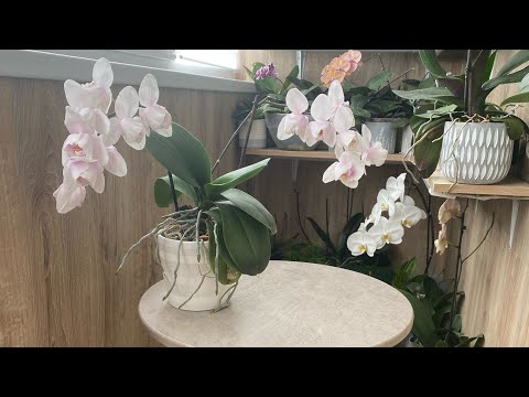 Видео: ИСТОРИЯ НАЧАЛА/ СЛАБОСТЬ ИЛИ СЧАСТЬЕ? Как появились у меня орхидеи и переросли а любимое хобби🥰🌸