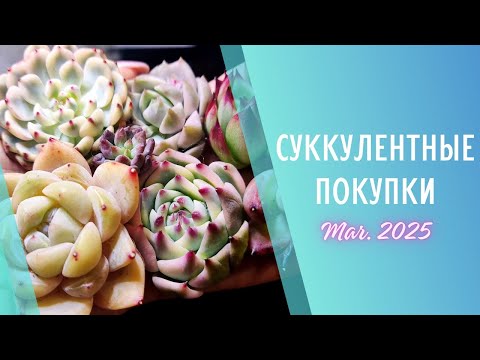 Видео: Распаковка китайских суккулентов 🌱 Март 2025