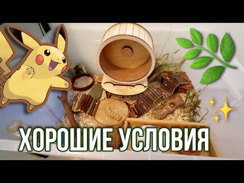 Видео: ОБЗОР на ЖИЛЬЕ моего ХОМЯКА 🏠🐹 ||  Хорошие Условия для Хомяка 🌱 || КАК Я НАЗВАЛА ХОМЯКА❓️