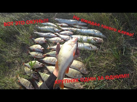 Видео: #судак #рыбалка #джиг Ловля судака и окуня на джиг