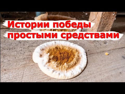 Видео: Серпула плачущая (домовой грибок) Как избавиться? Простое, доступное, недорогое средство.