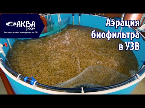 Видео: Аэрация в биофильтре УЗВ #узв #рыба #акварост