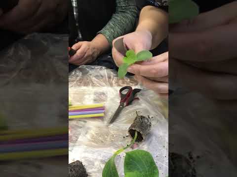 Видео: Первый способ прививки дыни(арбуза) на тыкву