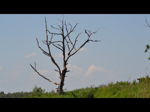 Видео: Ночьная рыбалка на Эмайыги 28.08.2020