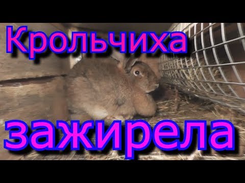 Видео: Крольчиха зажирела и не идёт в случку Причина Какой выход из данной ситуации