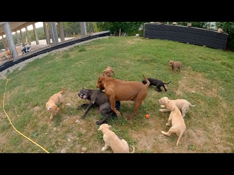 Видео: Щенки защищают маму от злого питбуля. Муса во избежание конфликта с Графом выпрыгивает из веранды