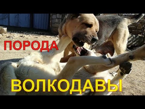 Видео: (армянский волкодав) — аборигенная порода собак,
