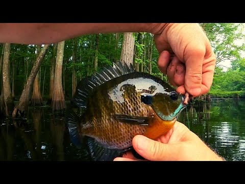 Видео: Ловля леща в болоте Кипарис-Тупело — большой синежаберный лещ и красноухий лещ