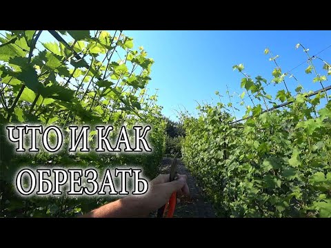 Видео: ЛЕТНЯЯ ЗЕЛЕНАЯ ОБРЕЗКА НА ВИНОГРАДНИКЕ