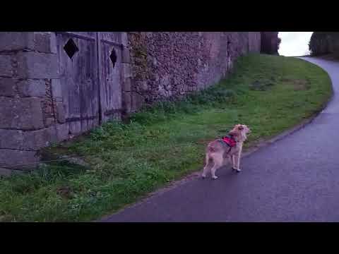 Видео: Франция, немного подробнее о старой ферме 15 века 🏰🍂🐕