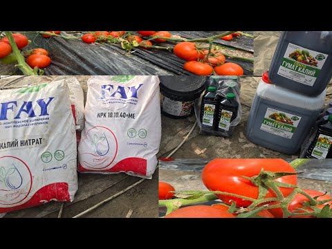 Видео: ПОМИДОР МЕВАСИНИ КАТТАЛАШТИРИШ УЧУН КАПЕЛНИЙДАН ОЗУКА РЕЦЕПТИ