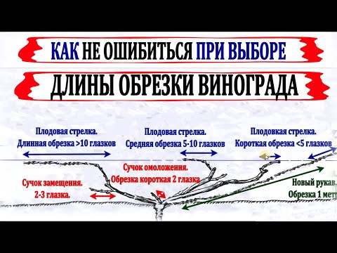 Видео: 🍇 Длина обрезки винограда! От нее зависит урожай. Не ошибись. Обрезка длинная, средняя, короткая.