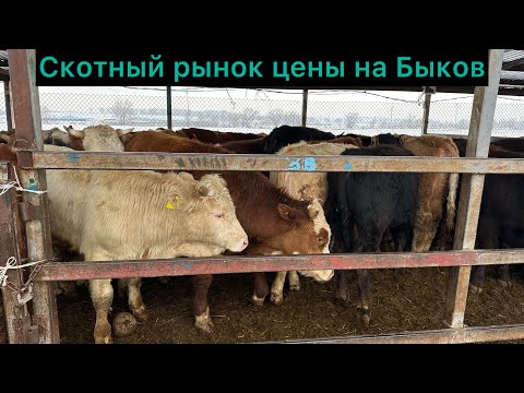 Видео: Скотный рынок, цены на Быков. Алматинская область село. Узын Агаш 19.01.25 г.