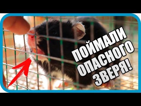 Видео: ПОЙМАЛИ ОПАСНОГО ЗВЕРЯ! ВЫЗВАЛИ ЗООЛОГОВ!