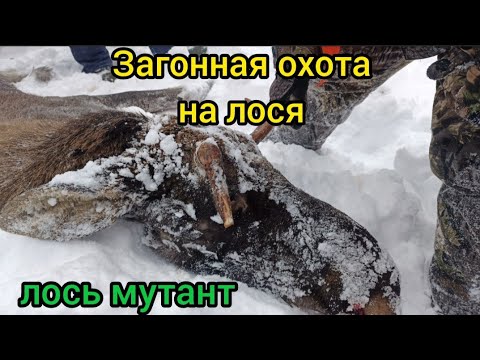 Видео: Загонная охота на лося. Добыли быка мутанта.
