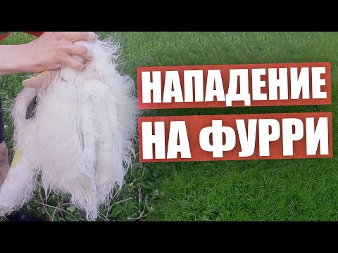 Видео: ПОРВАЛИ ФУРСЬЮТЫ ✅ Расследование НАПАДЕНИЕ на ФУРРИ