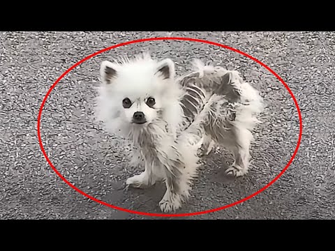 Видео: Парень заорал от УЖАСА, когда в кустах нашёл ЭТО...