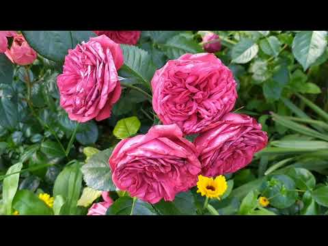 Видео: Окончание первой волны цветения роз. Обрезка и подкормка.