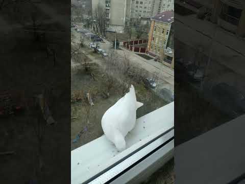 Видео: Голубь прилетает к нам каждый день!#голубь #любовь #мир #добро