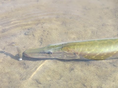 Видео: Силикон, который ловит. Лайтовые приманки от FishUp.Часть 3.
