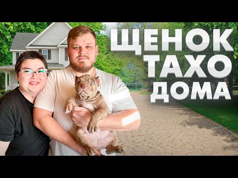 Видео: ЩЕНОК АМЕРИКАНСКИЙ БУЛЛИ УЕХАЛ ДОМОЙ! ПЕРВЫЕ ЭМОЦИИ ЩЕНКА В НОВОМ ДОМЕ!