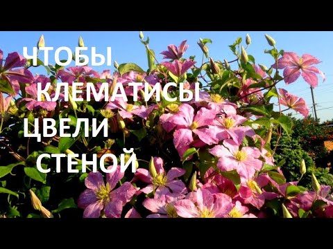 Видео: ДВЕ САМЫЕ ВАЖНЫЕ ОСЕННИЕ ПОДКОРМКИ  и клематисы цветут СТЕНОЙ,.Не вымерзают, не болеют.