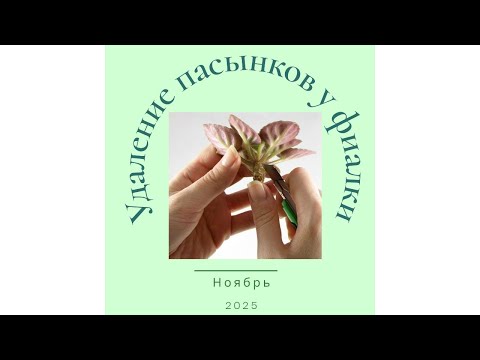 Видео: Мини фиалки и их пасынки#фиалки 