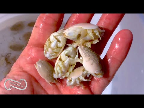 Видео: ВСЁ О ПЕСЧАНЫХ БЛОХАХ — наживке чемпионов для пляжной рыбалки