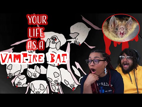 Видео: Жизнь летучей мыши-вампира! | Реакция Джеймса Толанда