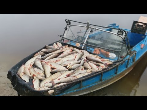 Видео: ★Суровая Рыбалка На Сплавную сеть / Добыча Сплавной Сетью!