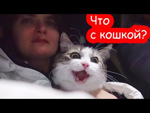 Видео: VLOG Настя переехала