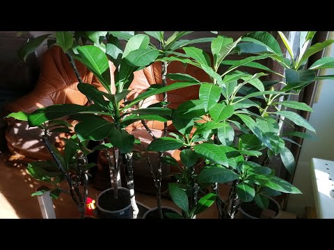 Видео: Обрезка, прививка и укоренение черенков плюмериий из семян.