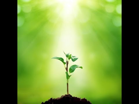 Видео: ТЕЛО — СЕМЯ, СОЗНАНИЕ — РОСТОК