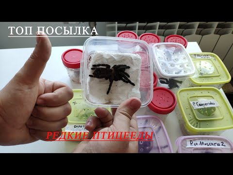 Видео: Редкие виды птицеедов. Дорогая посылка с новыми видами