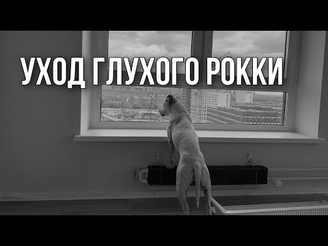 Видео: ПОСЛЕДНИЕ ДНИ РОККИ | ЧТО С НИМ СЛУЧИЛОСЬ | ТЭФФИ ОСТАЛАСЬ ОДНА В НОВОЙ КВАРТИРЕ | ROCKY'S DEPARTURE