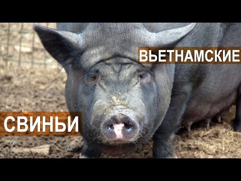 Видео: Поросята, свиноматки и хряки вьетнамской породы в хозяйстве Натальиной-Степанова