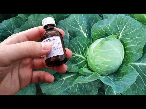 Видео: Капуста начнёт расти как бешеная и вредителей не будет никогда! Сделайте так