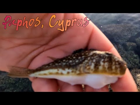 Видео: Рыбалка в Пафосе, Кипр - 24 и 25 октября 2025 г.