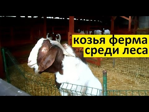 Видео: Святогорская коза.  Козья ферма среди леса.