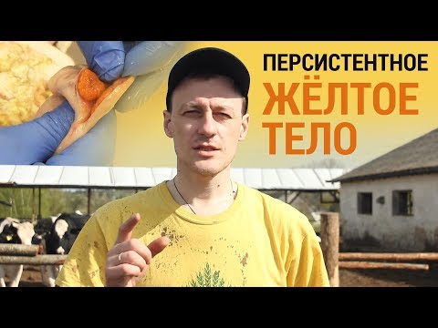 Видео: Персистентное жёлтое тело