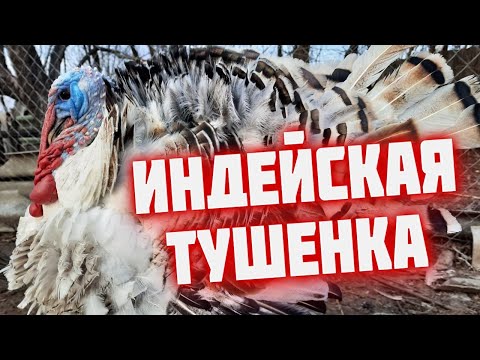Видео: ТУШЕНКА из индейки  Домашняя индейка тушенка в реторт пакете  Диетическая тушенка в автоклаве
