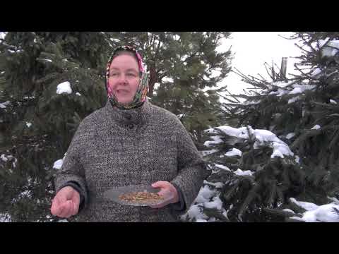 Видео: СОФОРА ЯПОНСКАЯ || Плоды. Часть 1