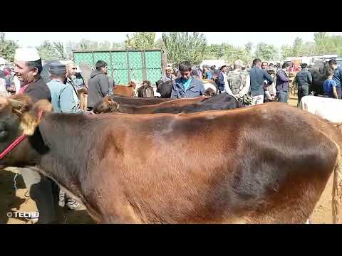 Видео: Молбозори қумсангир нарху навои ғуноҷину  бузу гусфанд. 12/10/25 
