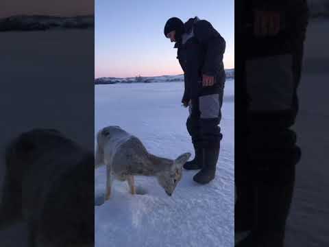 Видео: Замерз козел