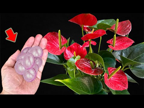 Видео: Поместите 1 часть на основание слабого антуриума, и он немедленно зацветет!