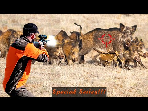 Видео: НЕВЕРОЯТНАЯ ОХОТА НА КАБАНА 💥 Как фермеры и охотники справились с миллионами диких кабанов