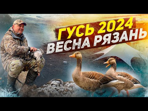Видео: Яркая охота на гуся в Рязани. Весна 2024