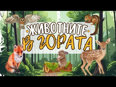 Видео: Животните в гората | Как изглеждат горските животни 🐻🦊🐰 | За най-малките