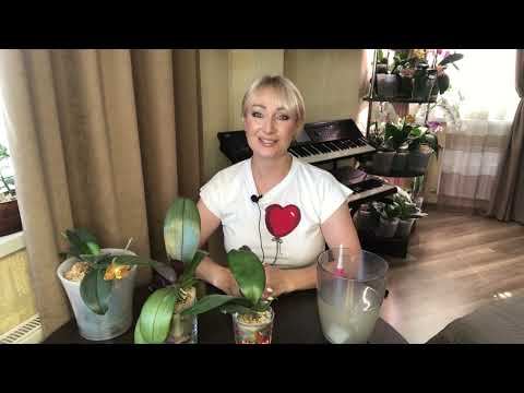 Видео: Орхидеи из Азии полив орхидей во мхе